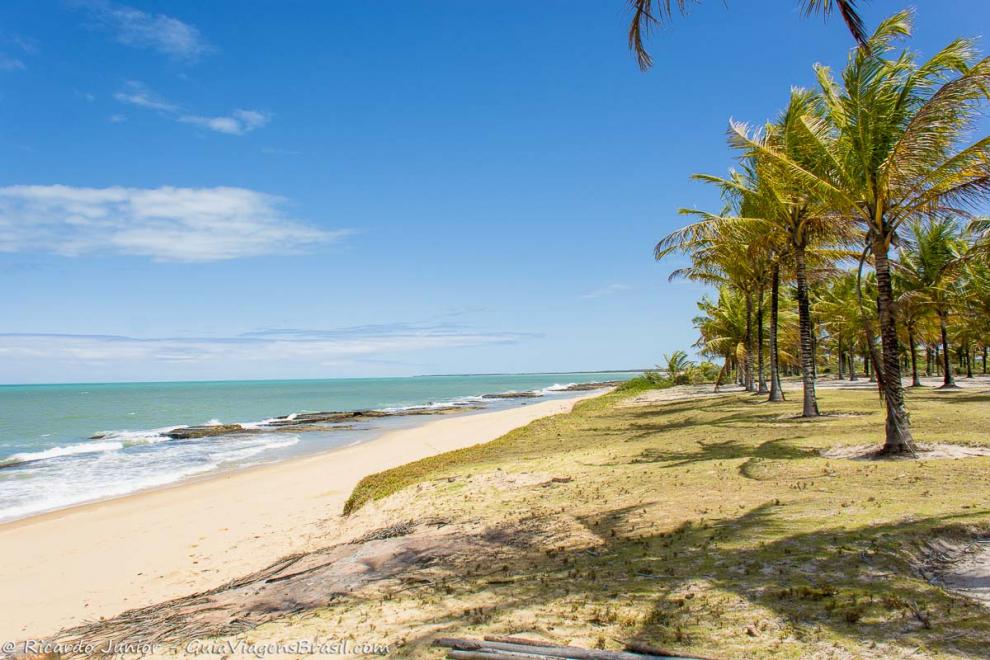 Imagem de coqueiros lado a lado e o mar calmo da Praia de Caraiva.